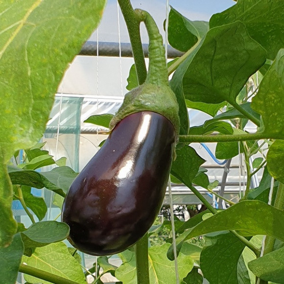 Aubergines