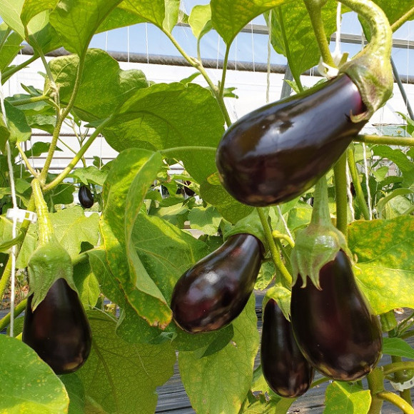 Aubergines greffées