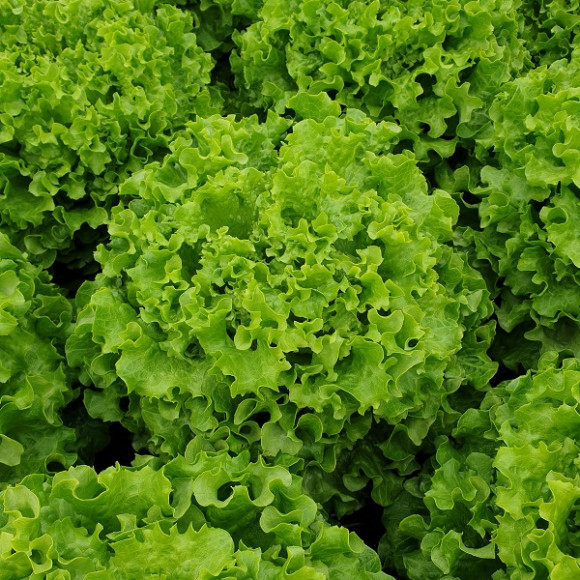 Batavias