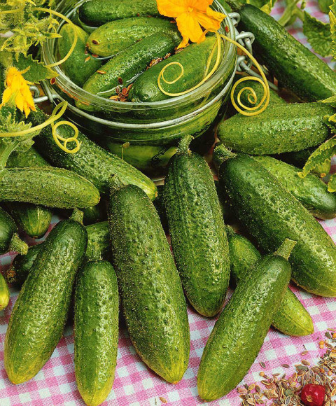 Cornichon_hokus.jpg
