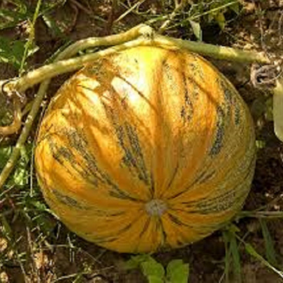 Courges potirons & potimarrons & patissons