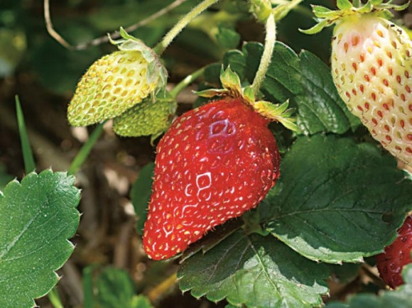 Fraises