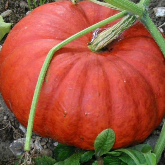 Cucurbita maxima