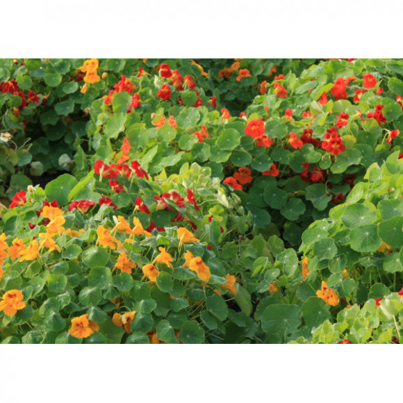 Fleurs