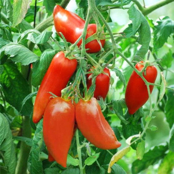 Tomates greffées