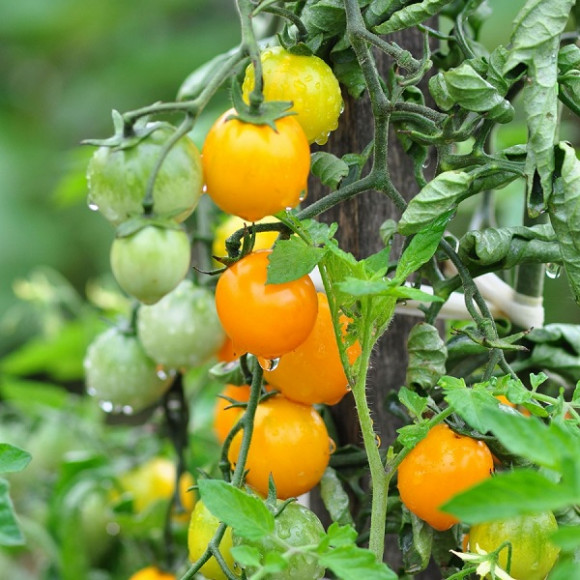 Tomates cerise