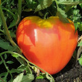 Tomate_Type_coeur.jpg