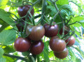 Tomate_black_cherry.jpg