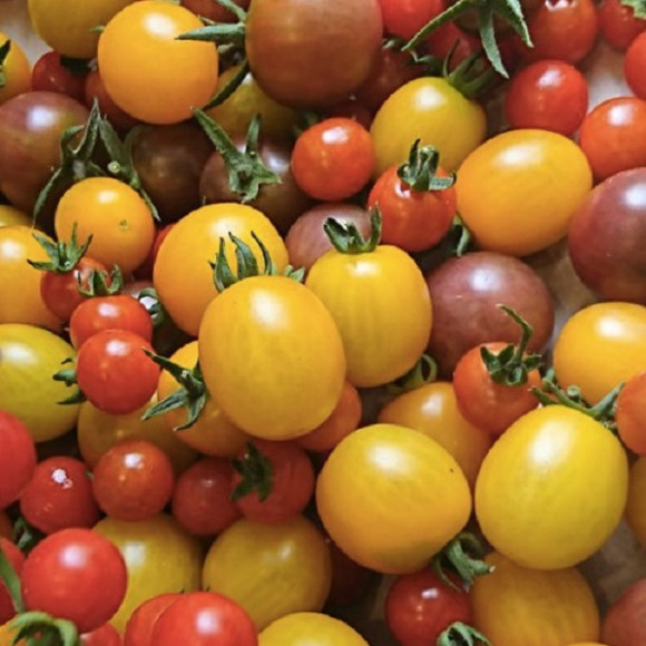 Tomates cerise