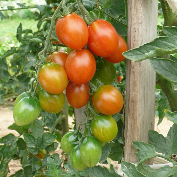 Tomates cocktail