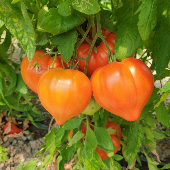 Tomates greffées