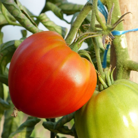Tomates gros fruits