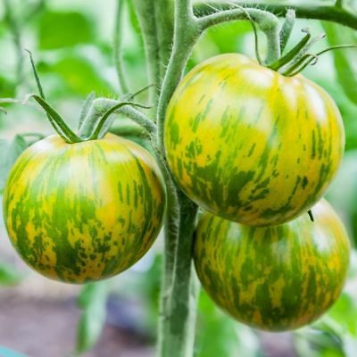 Tomates spéciales