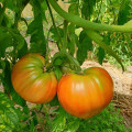 Tomate_gros_fruit_platton.jpg