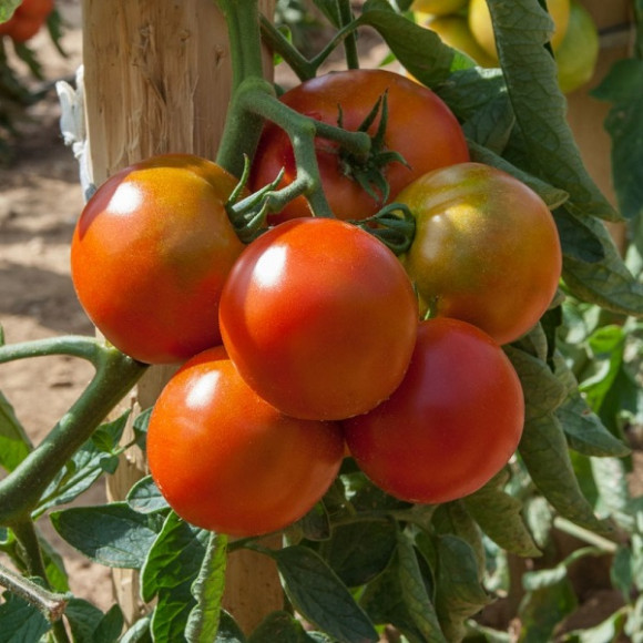 Tomates rondes