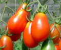 Tomate_petit_rouge_de_bale.jpg