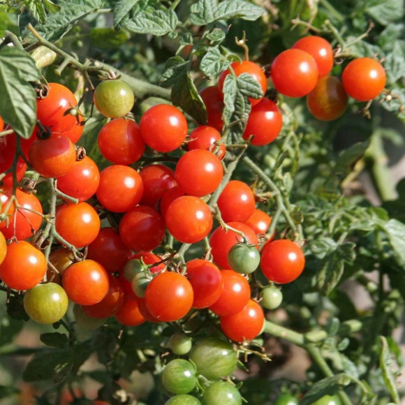 Tomates cerise