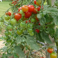 Tomates cerise2