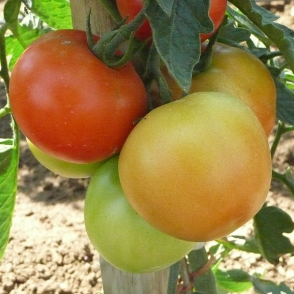 Tomates rondes