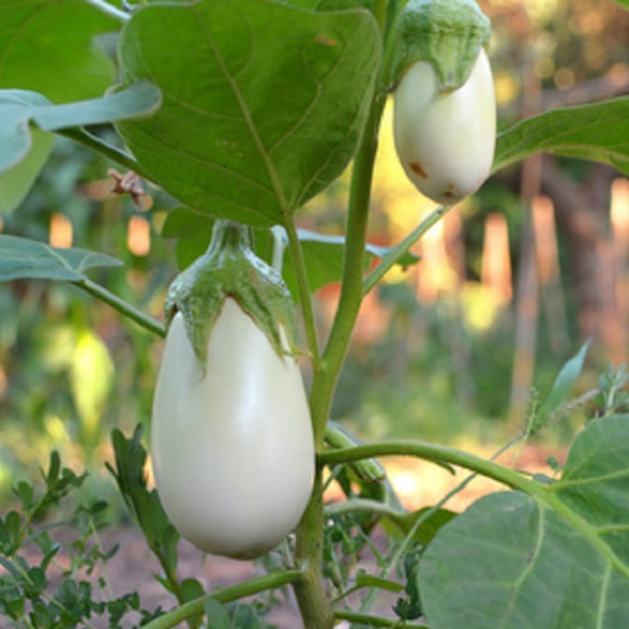 Aubergines