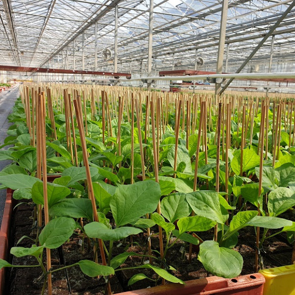 Aubergines greffées