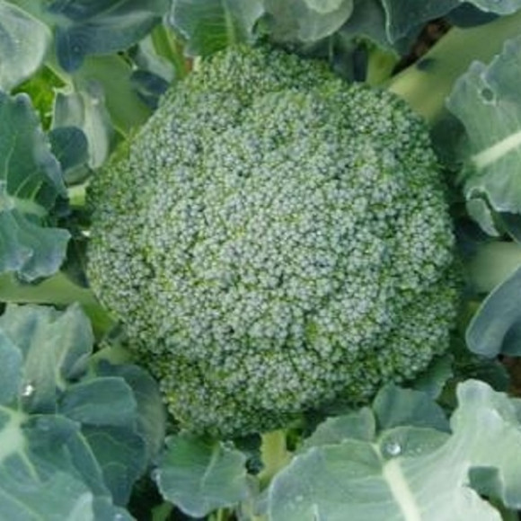 Choux brocoli