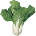 chou_chinois_pak_choi.png