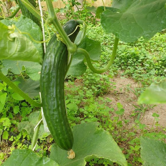 Concombres & cornichons