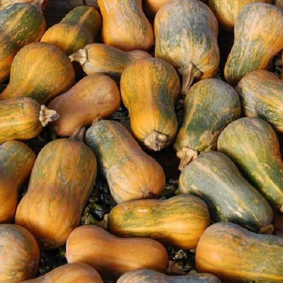Courges