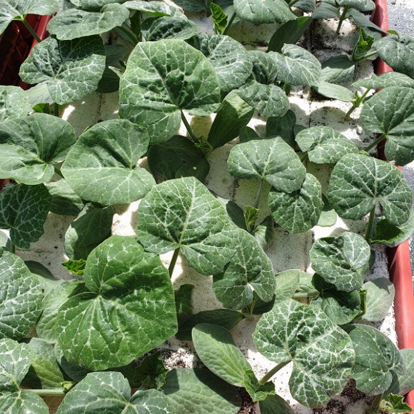 Cucurbita moschata