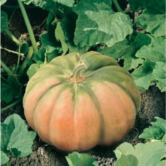 Cucurbita moschata