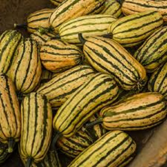 Courges potirons & potimarrons & patissons