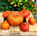 courge_potimaron_palette.jpg