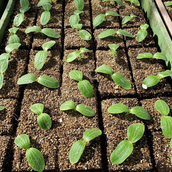 Courgettes allongées