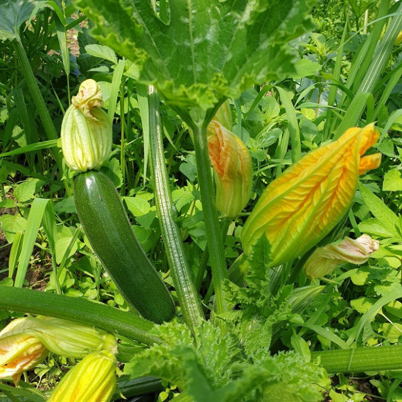 Courgettes allongées