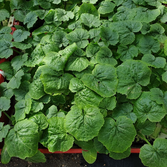 Courgettes allongées