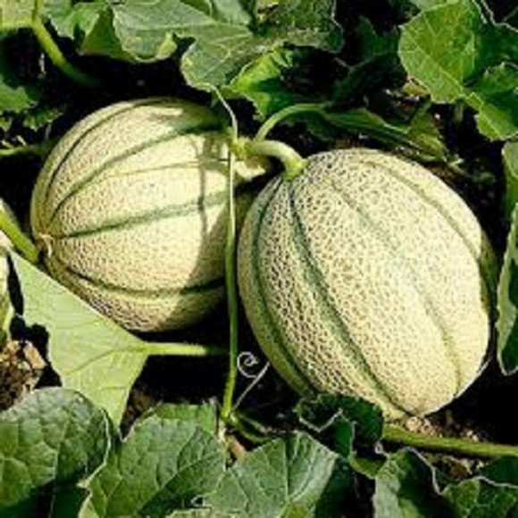 Melons & pastèques