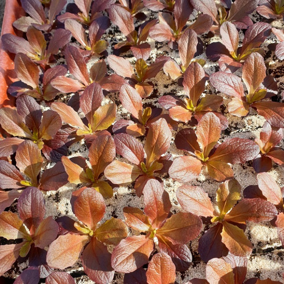 Multi-feuilles