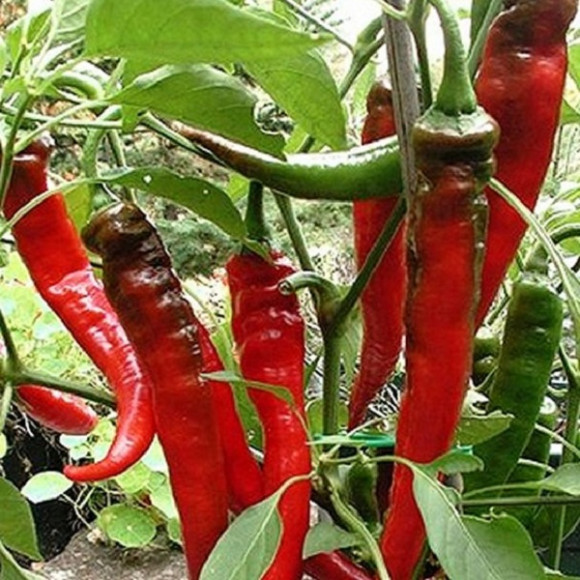 Piments