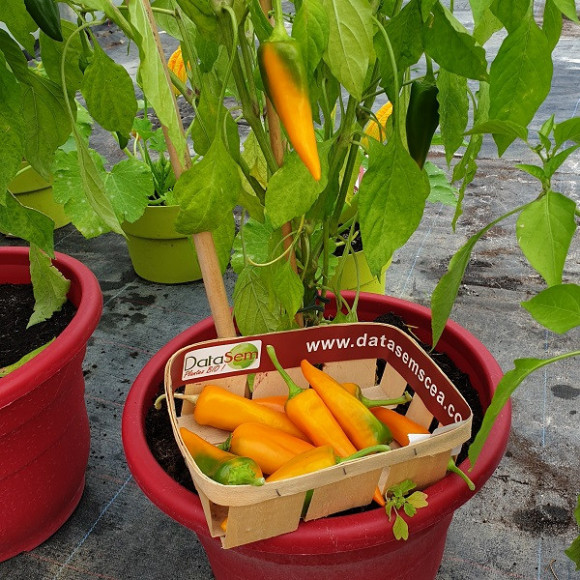 Piments greffés