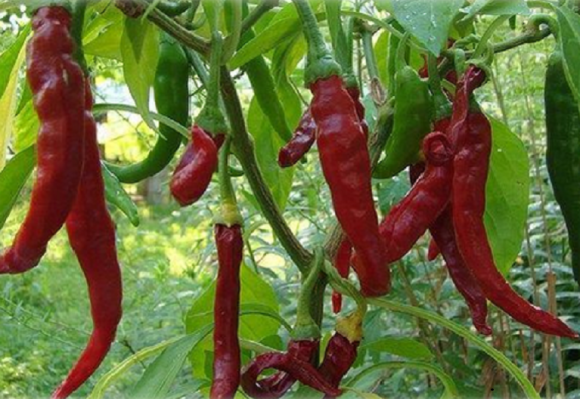 Piments greffés