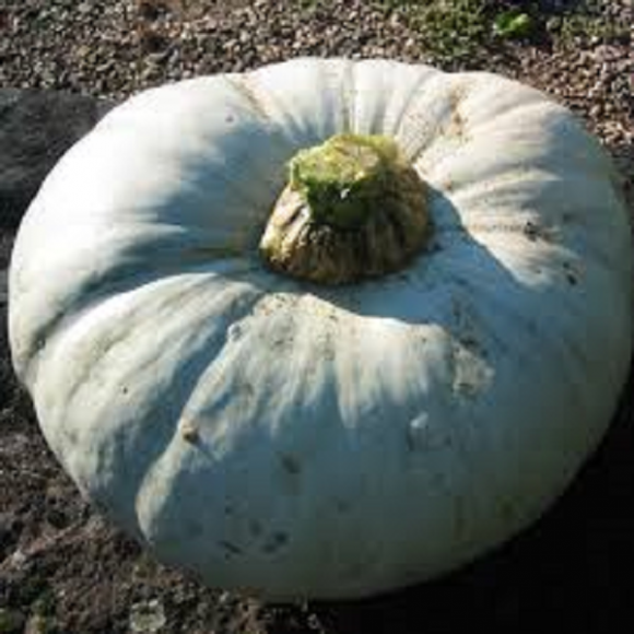 Cucurbita maxima