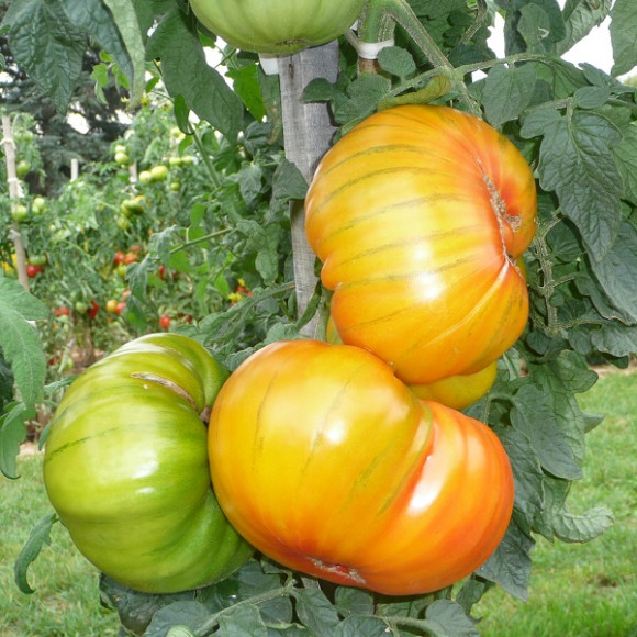 Tomates greffées