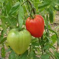 tomate_cauralina_fruit.jpg