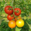 tomate_grappe_platton.jpg