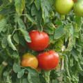 tomate_pyros.jpg