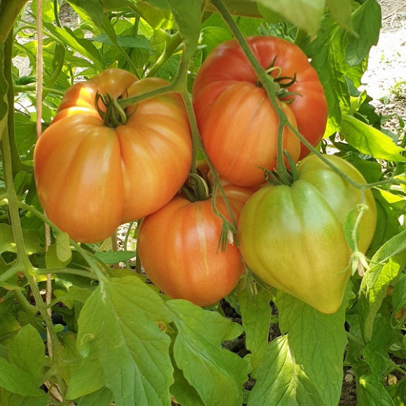 Tomates spéciales